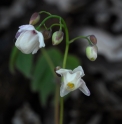 Epimedium 'Anjyu'