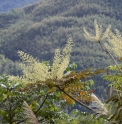 Aralia bipinnata TW4080