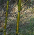 Phyllostachys arcana 'Luteosulcata'