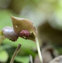 Ariopsis protanthera