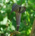 Arisaema ciliatum var. liubaense 