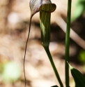 Arisaema ciliatum CBCH362