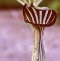 Arisaema concinnum 