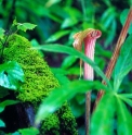 Arisaema erubescens