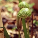 Arisaema galeatum