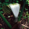 Arisaema griffithii 