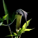 Arisaema japonicum