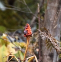 Arisaema CMBJP1821