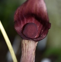 Arisaema serratum var.izuense 