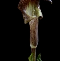 Arisaema ternatipartitum