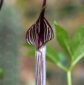 Arisaema thunbergii subsp.autumnale CMBTW1560