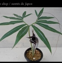 Arisaema thunbergii subsp.urashima 'Nakafu'