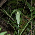 Arisaema JP2563 tosaense