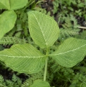 Arisaema triphyllum 'Starbust'