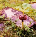 Arisaema utile