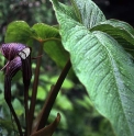 Arisaema costatum