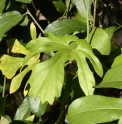 Aristolochia cucurbitifolia