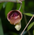 Aristolochia liukiuensis