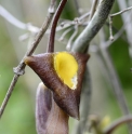 Aristolochia moupinensis