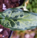 Arum italicum 'Monksilver'