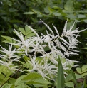 Aruncus kamtschaticus 