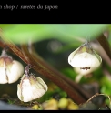 Asarum caulescens 'White flower'