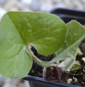 Asarum lemmonii