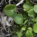 Asarum pulchellum 'The Fuzz'