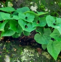 Asarum sieboldii