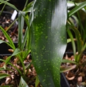 Aspidistra crispa