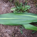 Aspidistra elatior 'Lennon's Song'