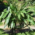 Aspidistra sp. Giant (Chine)