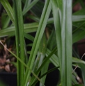 Aspidistra omeiensis 'Jade Ribbons' (= hainanensis 'Jade Ribbons' = caespitosa 'Jade Ribbons')