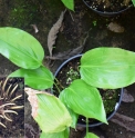 Aspidistra longiloba