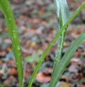 Aspidistra minutiflora 'Spangled Ribbons'