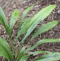 Aspidistra mushaensis BSWJ1953