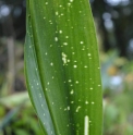 Aspidistra oblanceifolia 'Nagoya Stars'