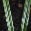 Aspidistra omeiensis 'Come Pleated'