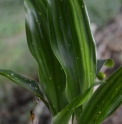 Aspidistra sichuanensis 'Speckled Thaï' 