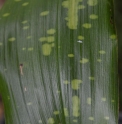 Aspidistra sichuanensis 'Spotty' (ex. tonkinensis 'Spotty')