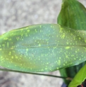 Aspidistra zongbayi 'China Moon'