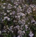 Aster ageratoides subsp.ovatus