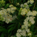 Aster albescens CBCH543