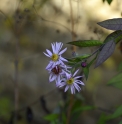 Aster (Ampelaster)