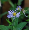 Aster foliaceus var.cusickii