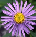 Aster koraiensis