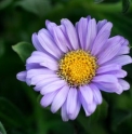 Aster spathulifolius