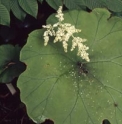Astilboides tabularis