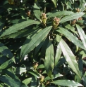Aucuba himalaica var.dolichophylla