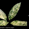 Aucuba japonica 'Hyou'